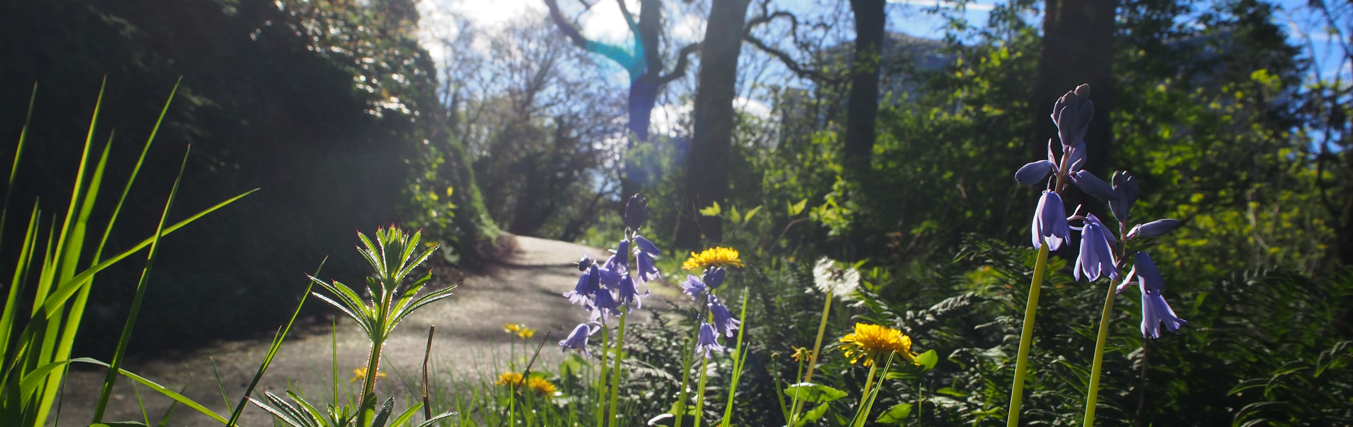 Marquam Hill nature trail