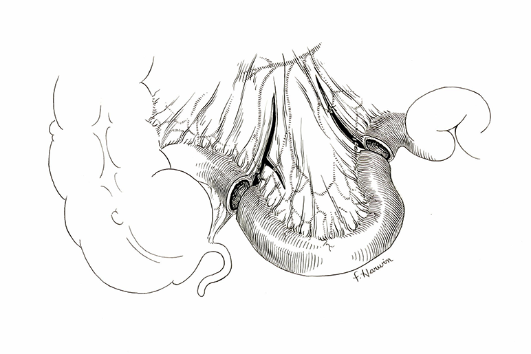 pen and ink drawing in the style of another 博彩网站 medical illustrator Clarice Ashworth Francone
