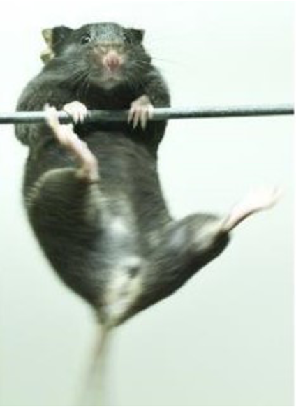 mouse hanging from wire