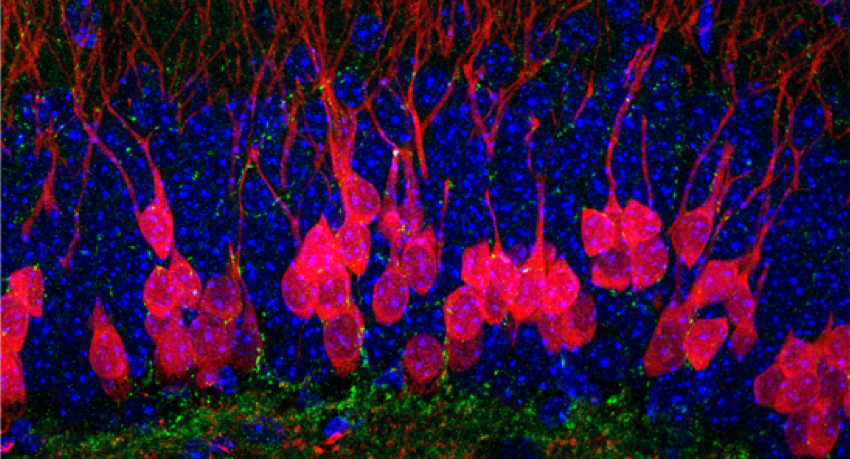 Image of cells