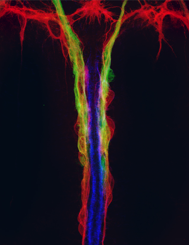 Copenhaver Lab Research image 1