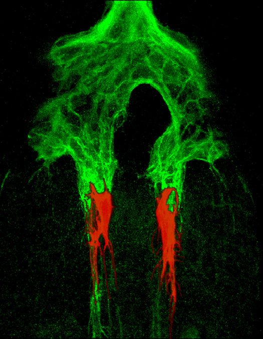 Copenhaver Lab Research image 2