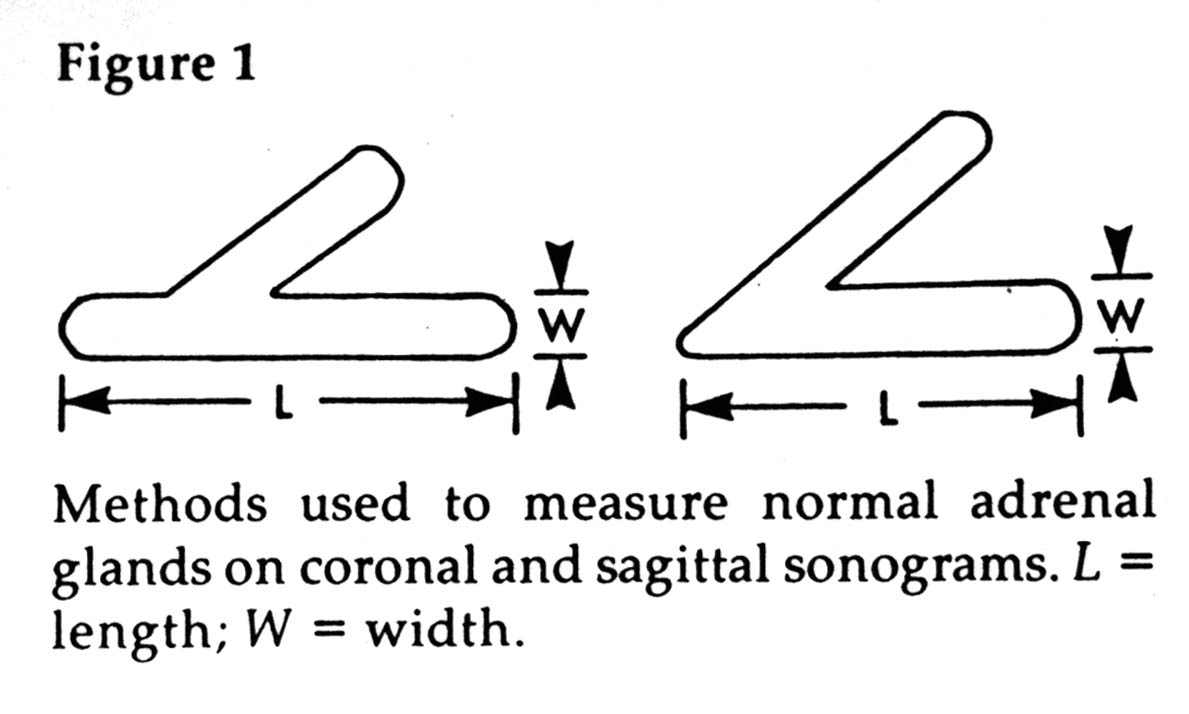 DRAD Pediatric Normal Measurements adrenal drawing
