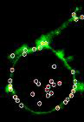 Vu Lab image 2