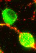 Vu Lab image 3