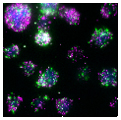 Vu Lab image 6