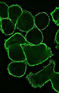 Vu Lab image 7
