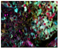 Vu Lab image 8