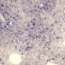 Enns Lab research image 1