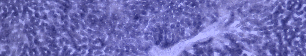 Enns Lab research image 2