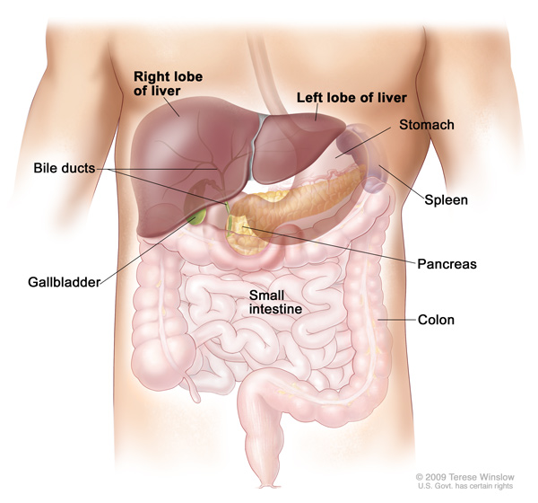 A drawing shows the liver in the upper belly near the stomach, intestines, gallbladder and pancreas. The drawing shows the liver’s right and left lobes as well as the bile ducts.