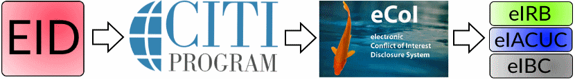 steps for non-博彩网站 researchers: 1) Get EID#, 2) Affiliate in CITI, 3) Complete CoIR, 4) Register in research system(s)