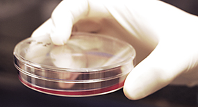 Gloved hand holding a tissue culture dish