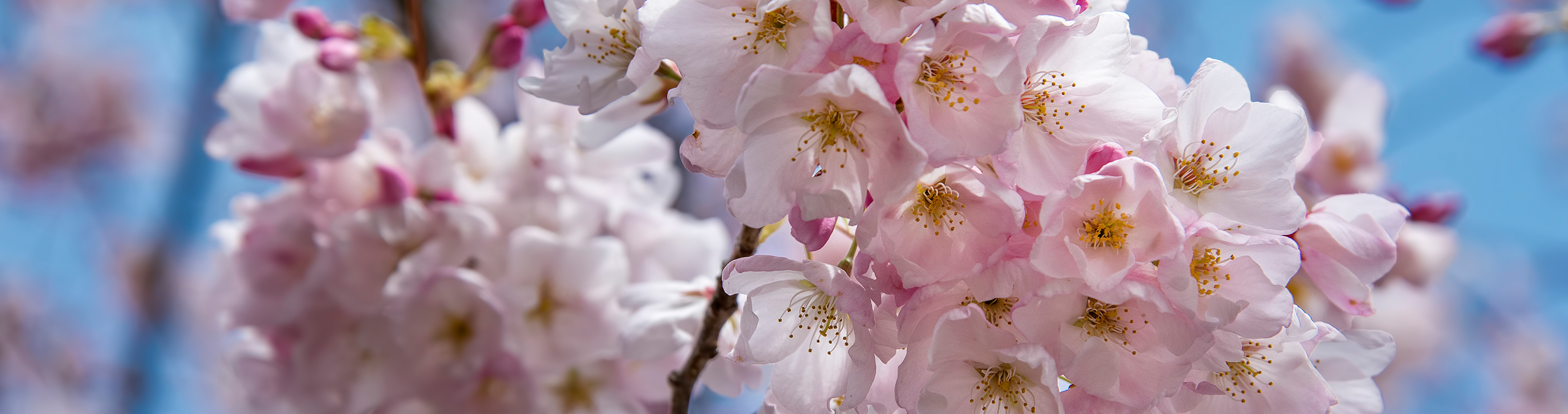 Cherry Blossoms