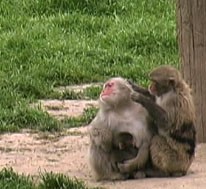 Grooming
