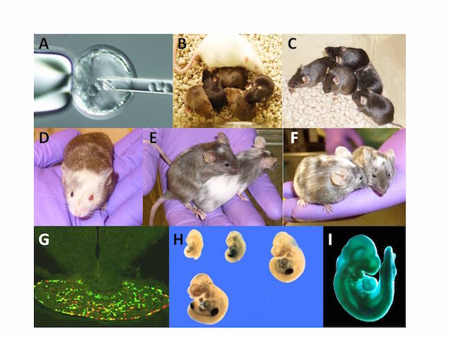 ES Cell Chimeras