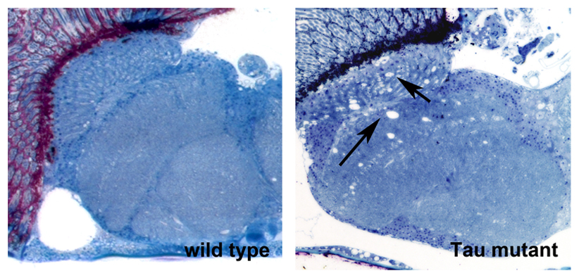 wild type fly and a transgenic fly