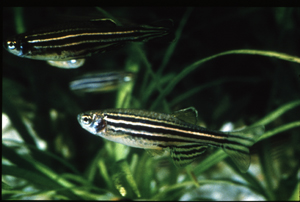 Zebrafish