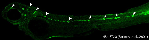 ET20 transgenic zebrafish embryo at 2 days post-fertilization.