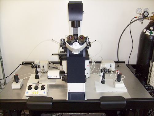 Pronuclear Microinjection
