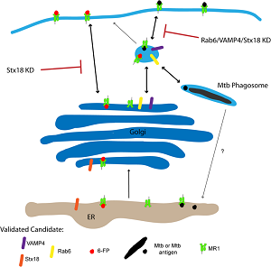 pccm research Bacterial Infection