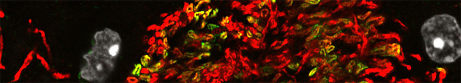 Abstract, brightly colored microscopic image