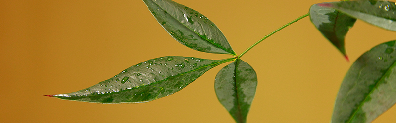 A zen-like plant
