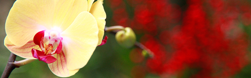 A flower scene