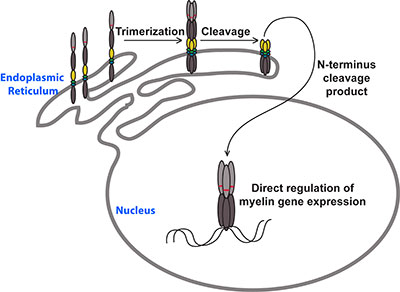 The MYRF transcription factor is initially produced as a transmembrane protein, self-cleaving to generate a trimeric transcription factor (graphic)