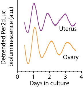 Clock Gene Cycles