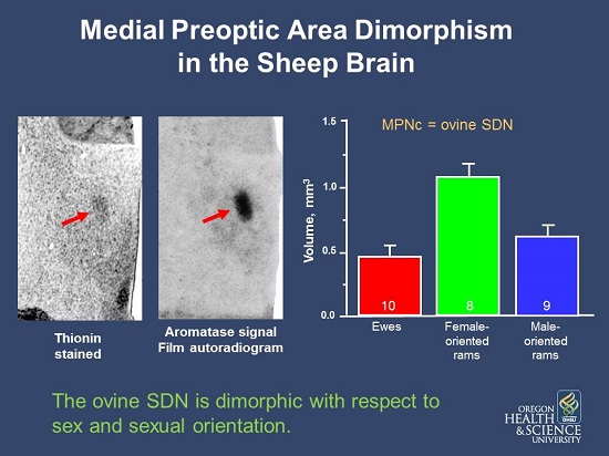 The ovine sexually dimorphic nucleus
