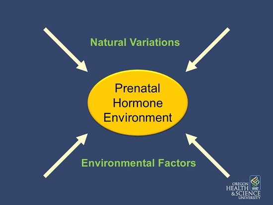 prenatal hormone environment