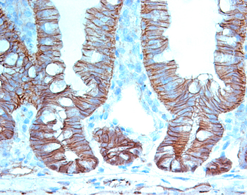 Wong Lab stem cell research image.