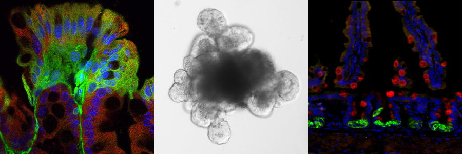 Collage of 3 research images from Wong Lab.