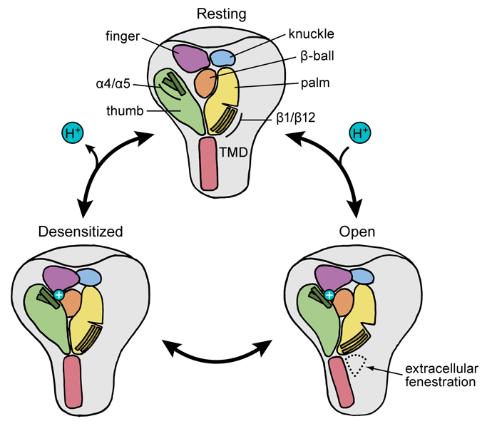 Schematic of the gating mechanisms of acid-sensing ion channels