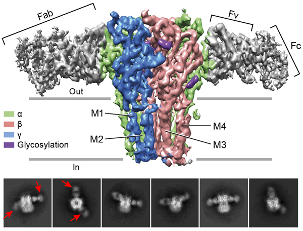 Architecture of the α1β1γ2SEM GABAA receptor (a pentameric Cys-loop receptor)