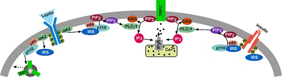 Cellular model