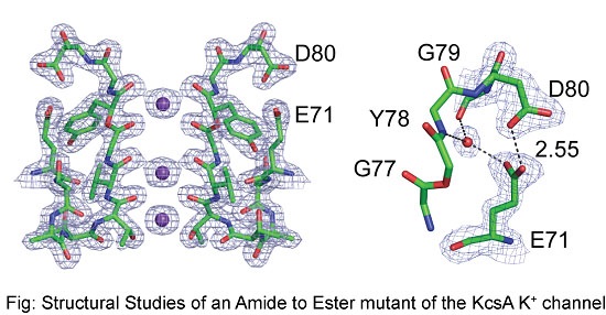 Amide to ester mutant of the KcsA K+ channel
