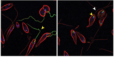 Leishmania parasites in tissue culture.