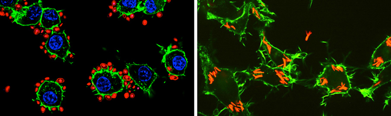 Two cell images, side by side.