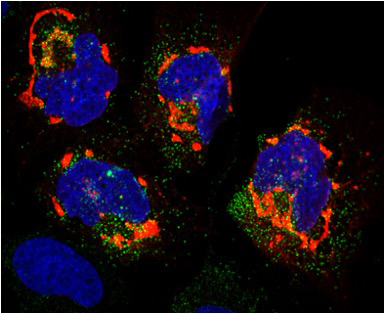 Zika virus in host cells.
