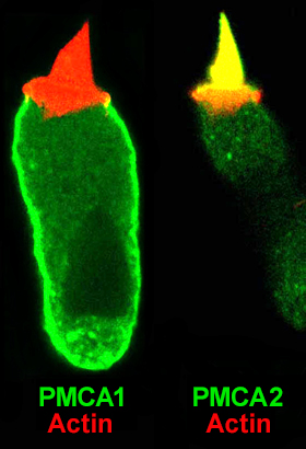 Labeled images of plasma-membrane Ca2+ ATPase (PMCA)