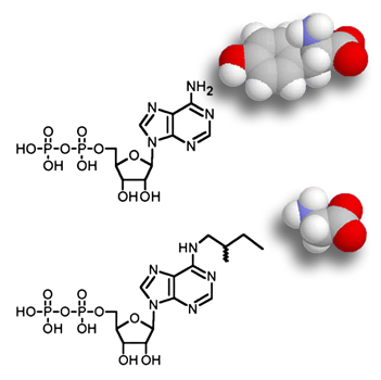 Schematic explaining the mutant-inhibitor approach