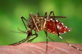 Close-up photo of a mosquito.