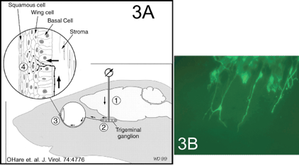 HSV Proteins, diagram on left labeled 3A and image on right labeled 3B.