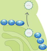 Thumbnail from publication figure. Full illustration can be viewed with the linked journal review.
