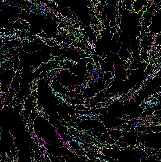 A swirl of color shows the nerves in the cornea of a rat.