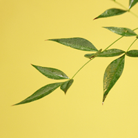 Laser technology provides effective implements for cosmetic aesthetic improvement.