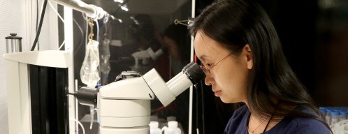 A scientist looks through a microscope.
