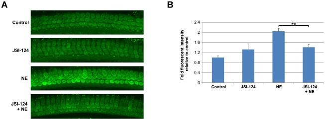 Signal Transduction Nutall Lab